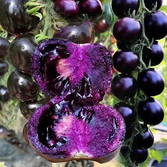 🍅Black Falls Giant Tomato Seeds | 🔥Buy 1 Get 1 Free🔥