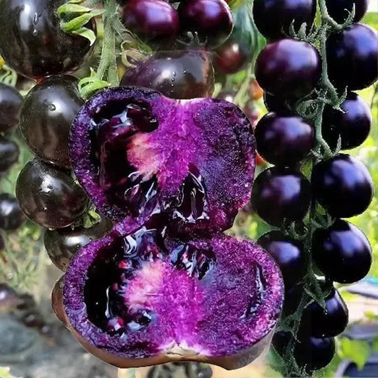 🍅Black Falls Giant Tomato Seeds | 🔥Buy 1 Get 1 Free🔥