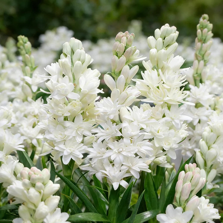 🌺DOUBLE PERFUME TUBEROSE BULBS—MOON GARDEN FLOWER🌺🌹Buy 1 Get 1 Free🌹