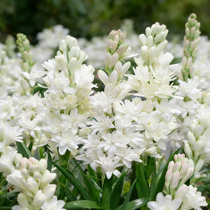 🌺DOUBLE PERFUME TUBEROSE BULBS—MOON GARDEN FLOWER🌺🌹Buy 1 Get 1 Free🌹