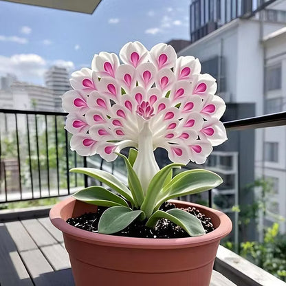 💠 “THE QUEEN OF FRAGRANT BLOOMS — PEACOCK ORCHID BULBS FOR PURE GARDEN LUXURY”🌸Buy 4 Get 4 Free Bulbs🌸