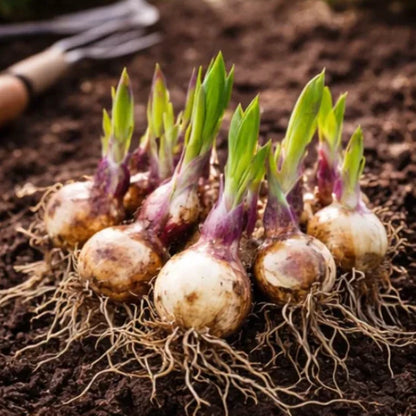 🌈 Hosta Bulbs 🌿 Multi-Color, Easy to Grow, Brighten Any Space🔥Buy 1 Get 1 Free🔥