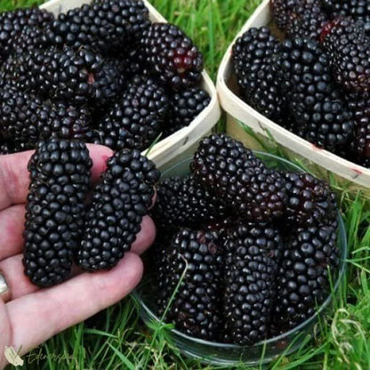 Giant Black Raspberry Seeds🔥Buy 1 Get 1 Free🔥