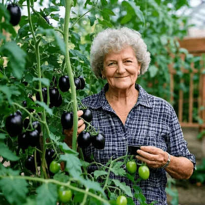 🍅Black Falls Giant Tomato Seeds | 🔥Buy 1 Get 1 Free🔥