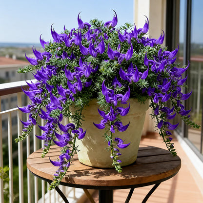 🌿🌸 Parrot Beak Spider Plant Bulbs 🦜 Unique Foliage, Easy to Grow🔥Buy 6 Get 6 Free Bulbs🔥