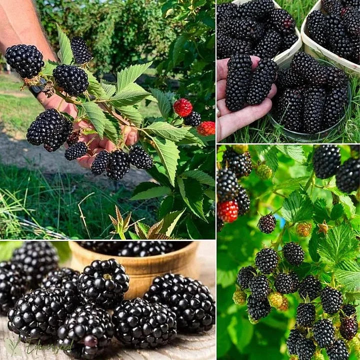 Giant Black Raspberry Seeds🔥Buy 1 Get 1 Free🔥