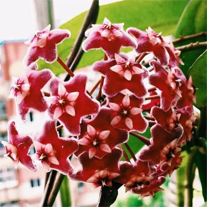 ✨Hoya Bulbs- Stars falling from the sky✨ | 🔥Buy 1 Get 1 Free🔥