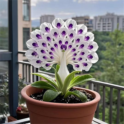 💠 “THE QUEEN OF FRAGRANT BLOOMS — PEACOCK ORCHID BULBS FOR PURE GARDEN LUXURY”🌸Buy 4 Get 4 Free Bulbs🌸