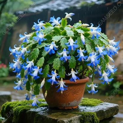 🎄 Christmas Cactus bulbs – A Warm Bloom in Winter🔥Buy 1 Get 1 Free🔥