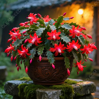 🎄 Christmas Cactus bulbs – A Warm Bloom in Winter🔥Buy 1 Get 1 Free🔥