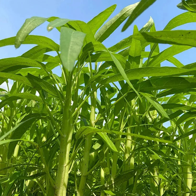 🌱TRIPLE-STEM WATER SPINACH SEEDS🌱🌸BUY 1 GET 1 FREE!!🌸