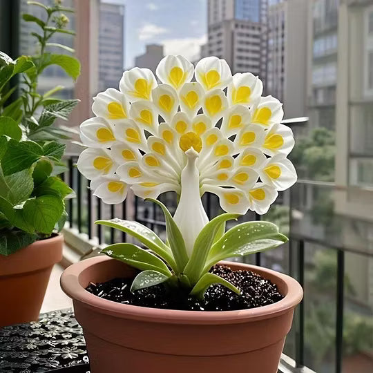 💠 “THE QUEEN OF FRAGRANT BLOOMS — PEACOCK ORCHID BULBS FOR PURE GARDEN LUXURY”🌸Buy 4 Get 4 Free Bulbs🌸
