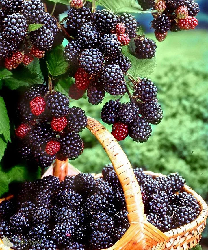Giant Black Raspberry Seeds🔥Buy 1 Get 1 Free🔥