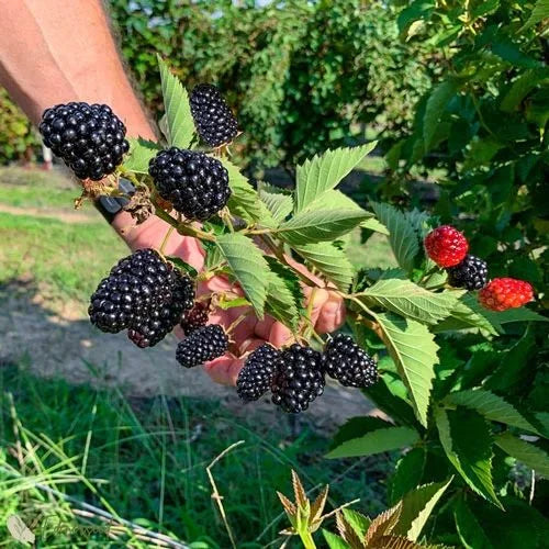 Giant Black Raspberry Seeds🔥Buy 1 Get 1 Free🔥