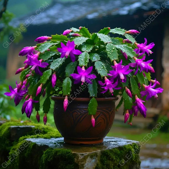 🎄 Christmas Cactus bulbs – A Warm Bloom in Winter🔥Buy 1 Get 1 Free🔥