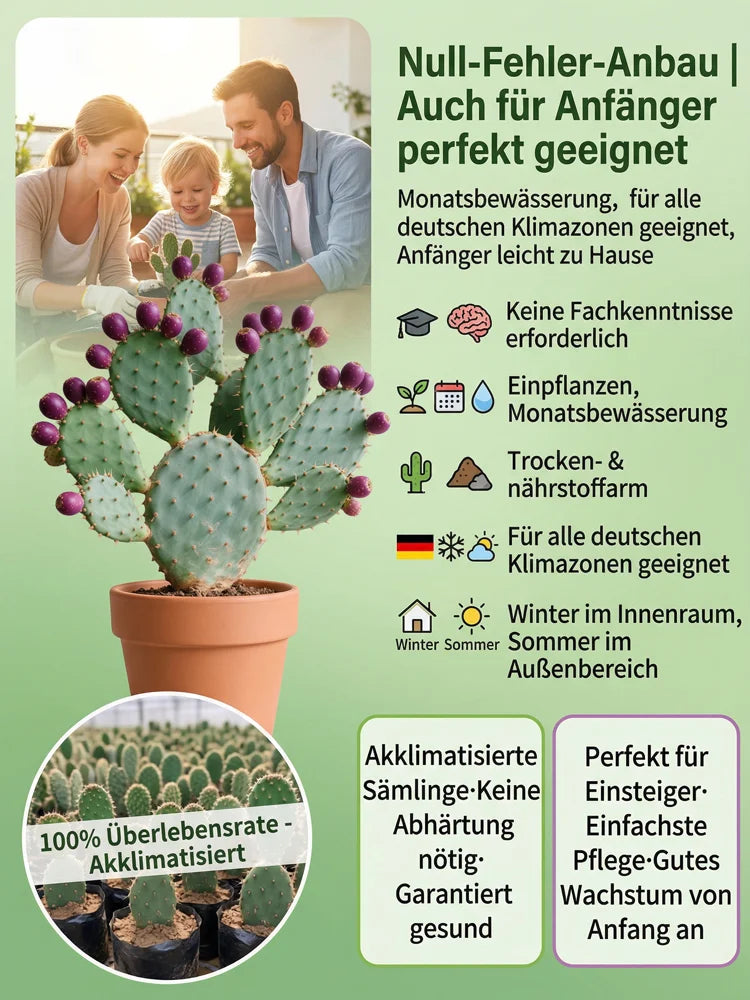 🍈 Fruit Cactus Seeds 🍈 Edible, nutritious fruits 🌵Easy to grow & drought-tolerant ⚡Fast growth & low pest risk🔥Buy 1 Get 1 Free🔥