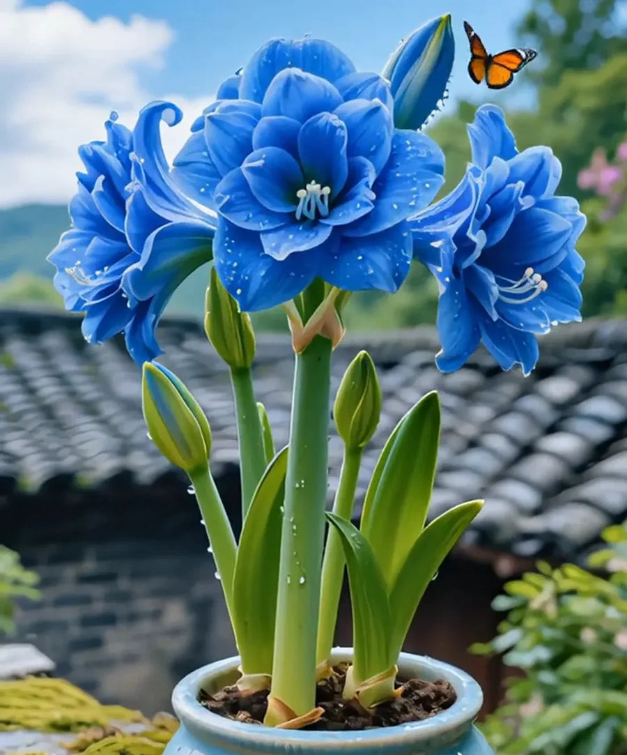 🌺 Amaryllis Bulbs– Dramatic Blooms, Effortless Grace! 🌿✨🔥Buy 1 Get 1 Free🔥