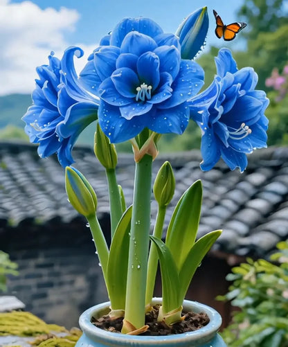 🌺 Amaryllis Bulbs– Dramatic Blooms, Effortless Grace! 🌿✨🔥Buy 1 Get 1 Free🔥