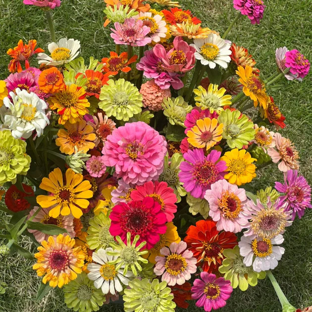 🔥HOT SALE 49% OFF-Zinnia Seeds - Pure Seeds - No Filler - USA Heirloom Flower Seeds🌺Buy 1 Get 1 free🌺