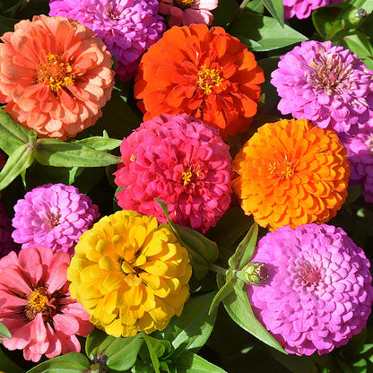 🔥HOT SALE 49% OFF-Zinnia Seeds - Pure Seeds - No Filler - USA Heirloom Flower Seeds🌺Buy 1 Get 1 free🌺