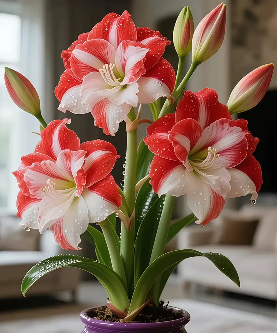 🌺 Amaryllis Bulbs– Dramatic Blooms, Effortless Grace! 🌿✨🔥Buy 1 Get 1 Free🔥