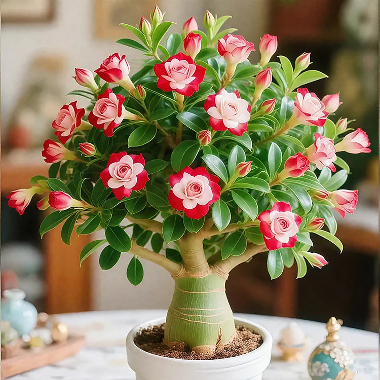 🌵🌺DESERT ROSE BULBS🔥Buy 1 Get 1 Free🔥