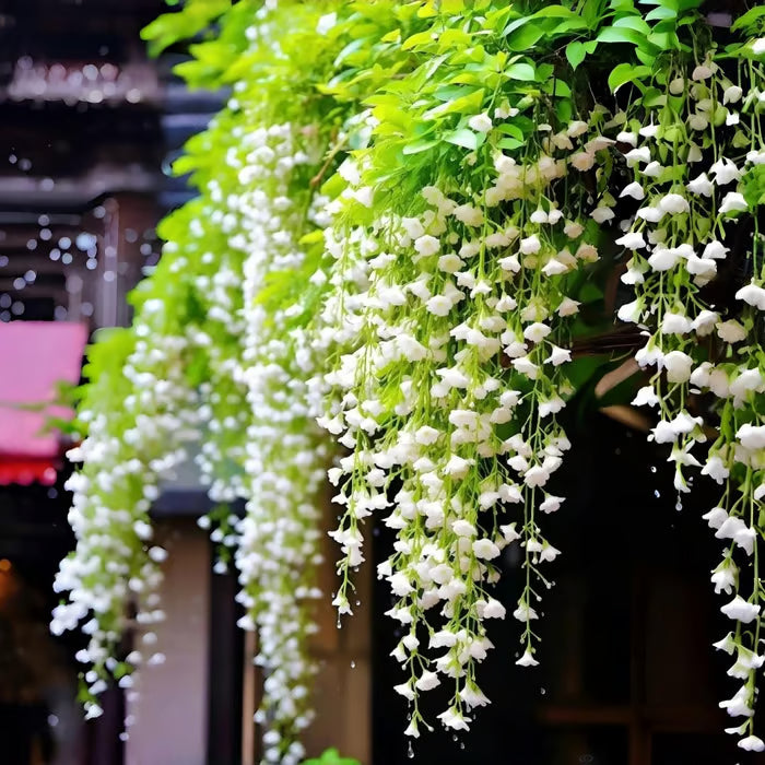✨ Midnight Perfume Series Seeds : Pure White Jasmine – Your Soft Night Bloom Scent🌿❄️🌸Buy 1 Get 1 Free🌸