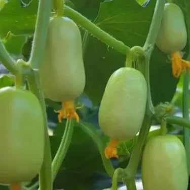 🔥Buy 1 Get 1 Free🔥Cucumber seeds "Golden Boy & Jade Girl" – With Plant Growth Supplement Free