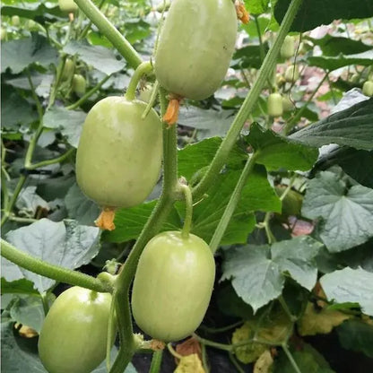 🔥Buy 1 Get 1 Free🔥Cucumber seeds "Golden Boy & Jade Girl" – With Plant Growth Supplement Free