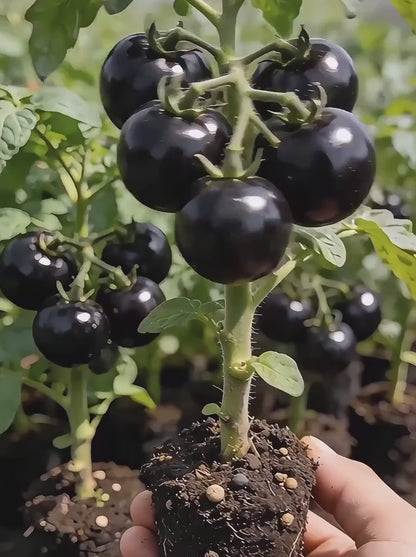 🍅Black Falls Giant Tomato Seeds | 🔥Buy 1 Get 1 Free🔥