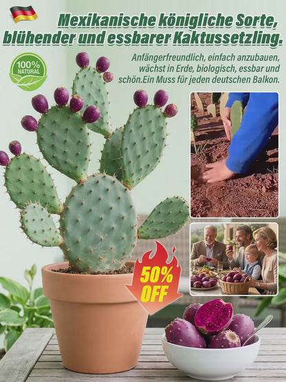 🍈 Fruit Cactus Seeds 🍈 Edible, nutritious fruits 🌵Easy to grow & drought-tolerant ⚡Fast growth & low pest risk🔥Buy 1 Get 1 Free🔥