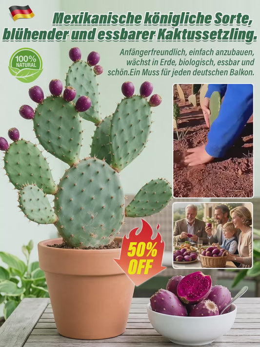 🍈 Fruit Cactus Seeds 🍈 Edible, nutritious fruits 🌵Easy to grow & drought-tolerant ⚡Fast growth & low pest risk🔥Buy 1 Get 1 Free🔥