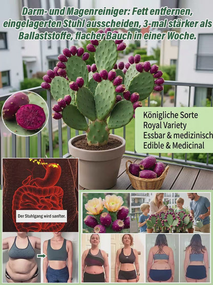 🍈 Fruit Cactus Seeds 🍈 Edible, nutritious fruits 🌵Easy to grow & drought-tolerant ⚡Fast growth & low pest risk🔥Buy 1 Get 1 Free🔥
