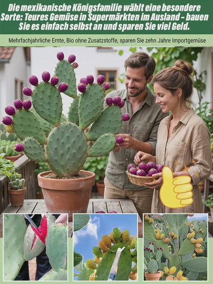 🍈 Fruit Cactus Seeds 🍈 Edible, nutritious fruits 🌵Easy to grow & drought-tolerant ⚡Fast growth & low pest risk🔥Buy 1 Get 1 Free🔥