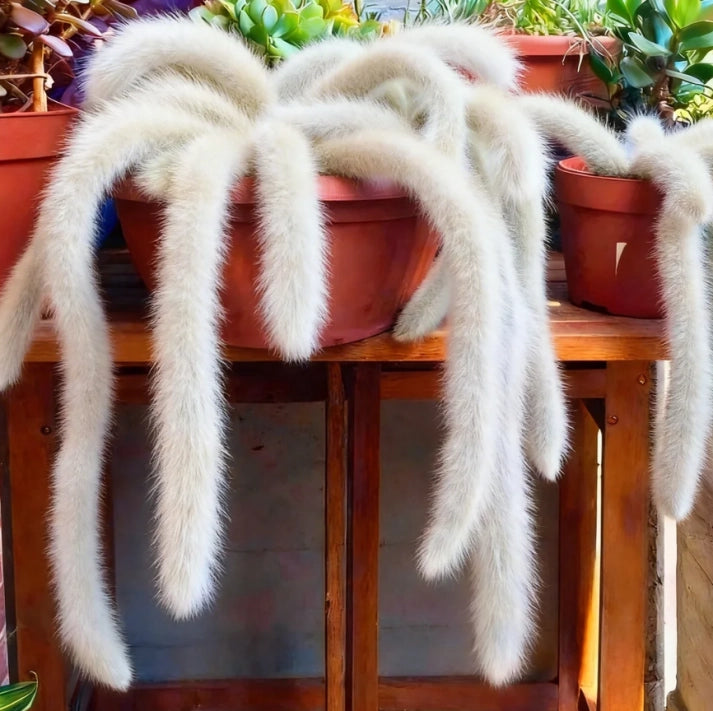Monkey Tail Cactus Seeds🐒🌵🔥Buy 1 Get 1 Free🔥
